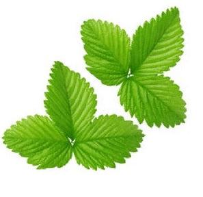 Morangueiro Raiz 50g - Bioceutica - Crisdietética